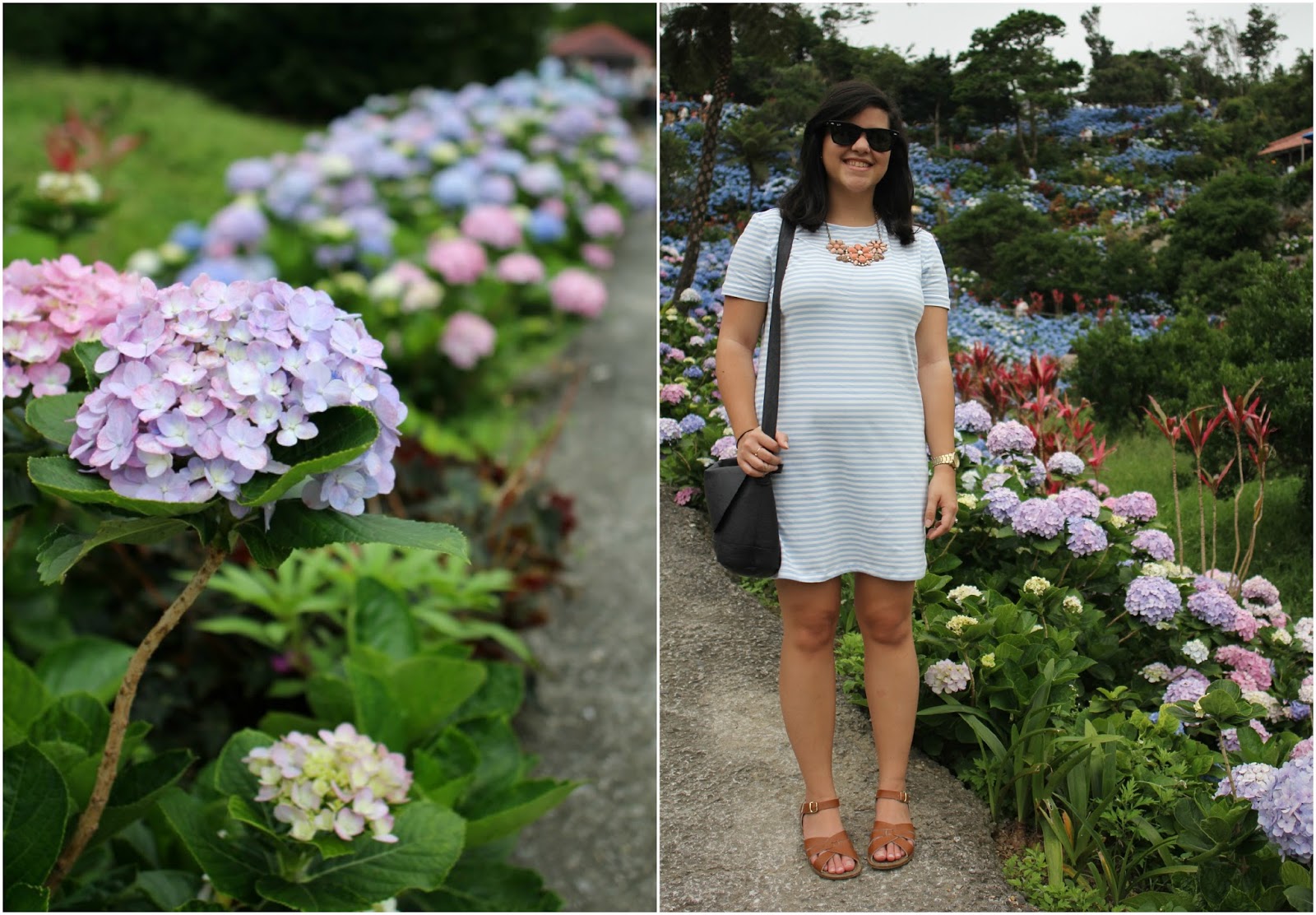 Ellen Dugan S Blog Of Witchery Summer Of The Hydrangeas