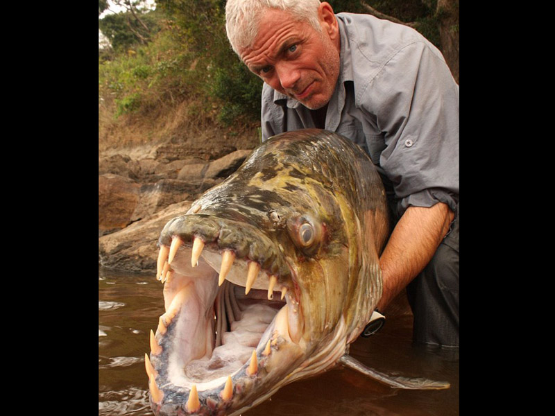Borneo Tiger Fish