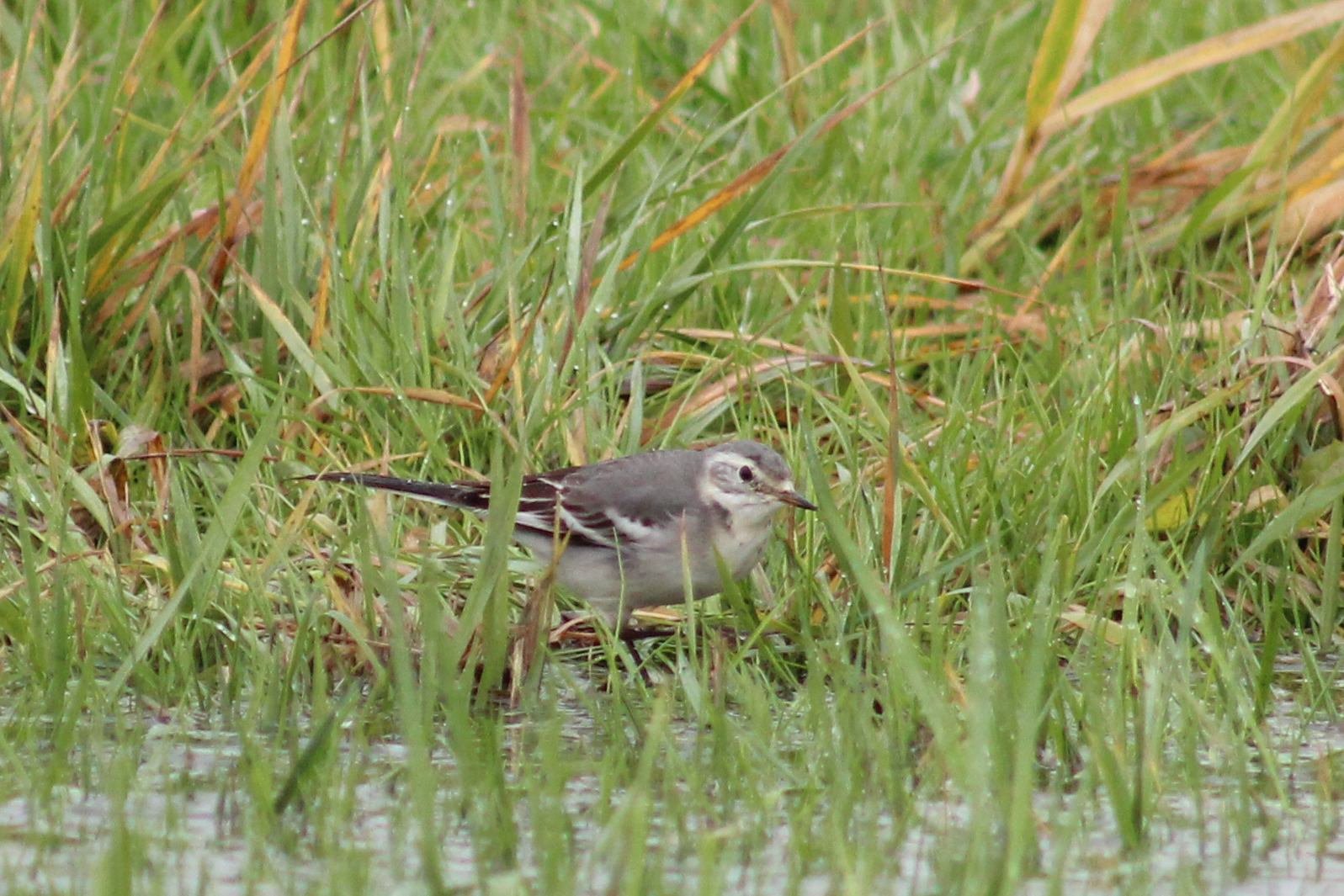 http://4.bp.blogspot.com/-4ftYFLcoEXU/UKrMdJLiUkI/AAAAAAAAAU0/mjE4ohSBAuk/s1600/Citrine+Wagtail+(November+18,+2012).jpg