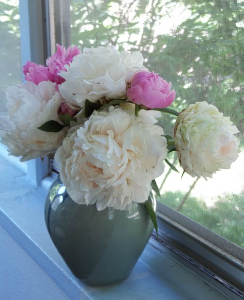 Sharon's Compendium Rescuing the Peonies