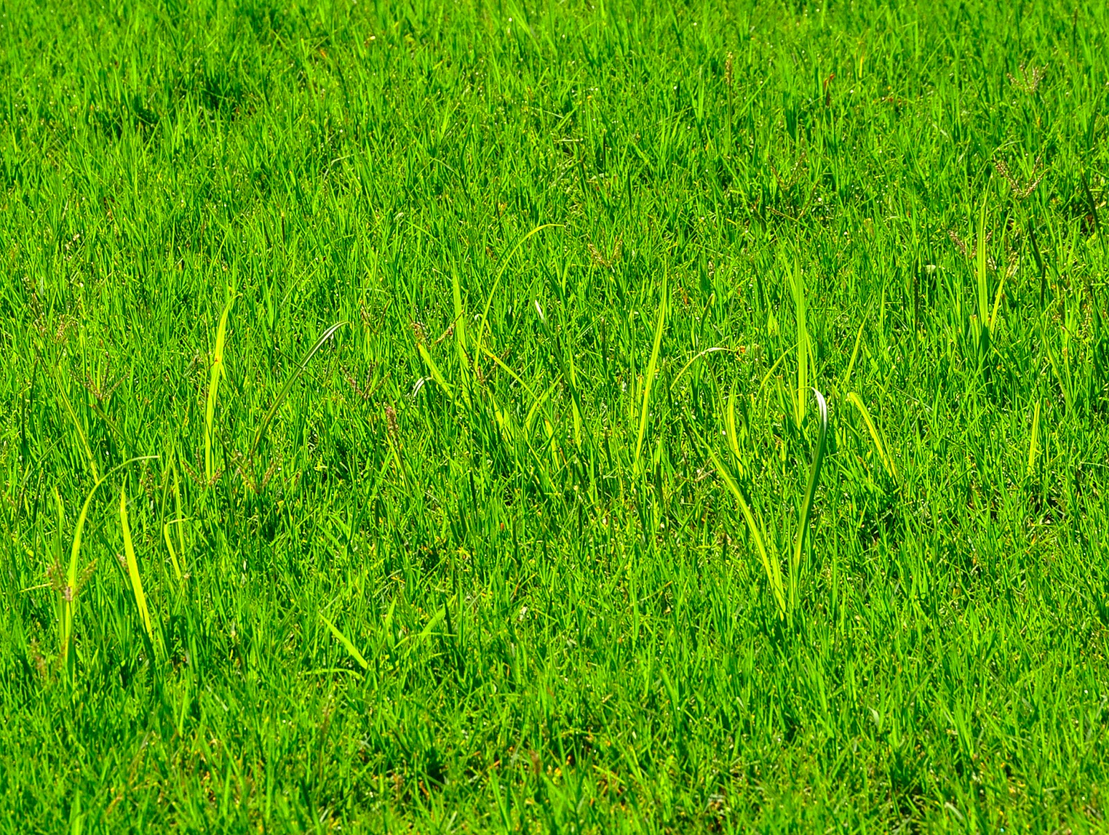 Ask A Master Gardener Controlling Yellow Nutsedge in Lawns