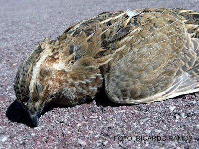 COLISIONES DE AVES