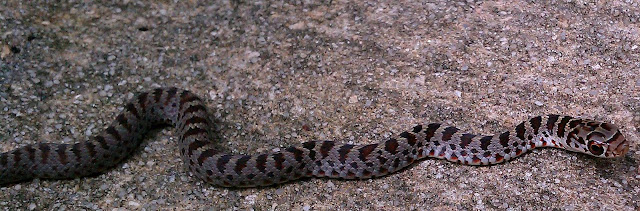 http://4.bp.blogspot.com/-4h0VHhzLCL0/TmBHSQ7Yv_I/AAAAAAAAAYg/tTxcd8ca1X0/s1600/baby+gopher+snake.jpg