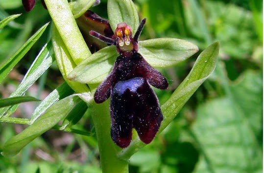 Ophrys.jpeg
