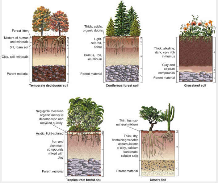 Garden Sense Evergreen Shrubs