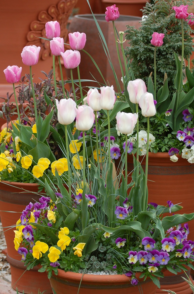 Potting Up... Late tulips and pricking out seedlings