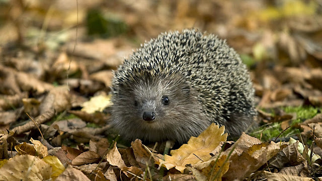 182921-Cute Wild Hedgehog Animal HD Wallpaperz