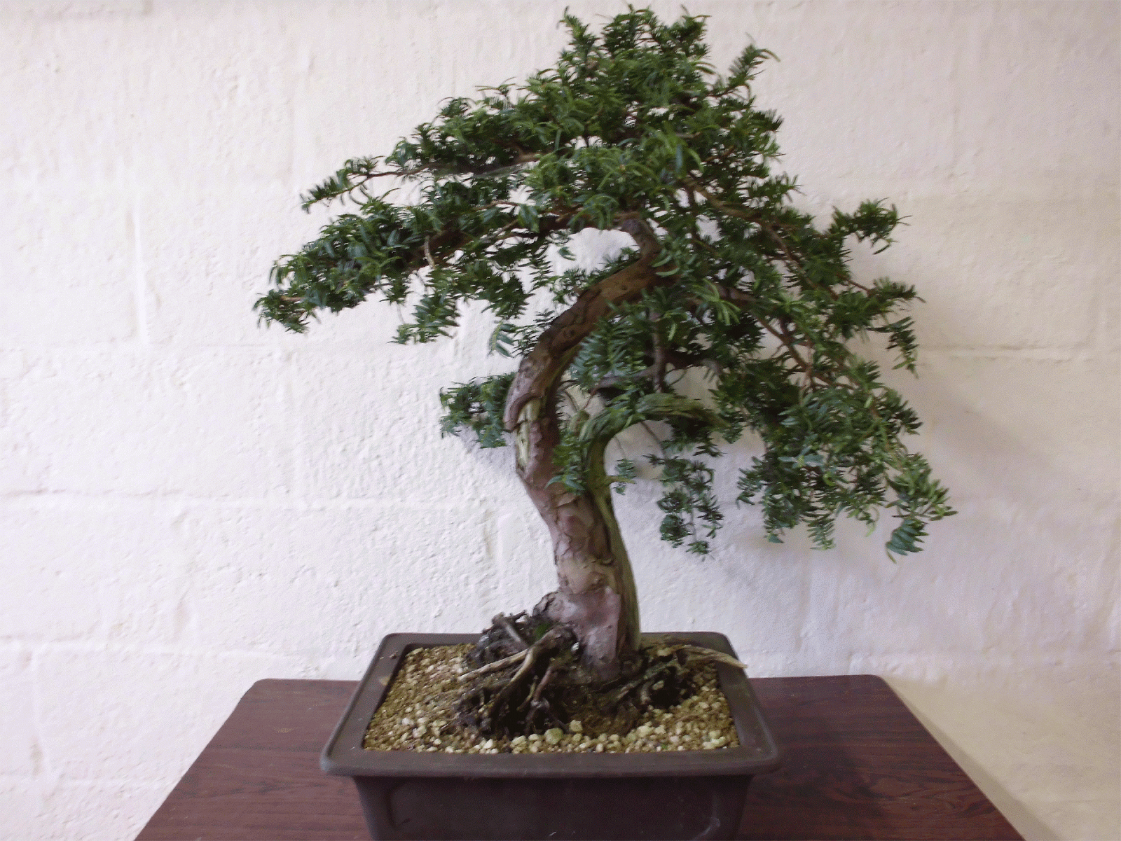CHOWA ZOUTLEEUW Opfrissen Taxus Baccata 39Summergold39 CHOWA ZOUTLEEUW Opfrissen Taxus Baccata 39Summergold39