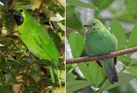 Cara Membedakan Cucak Hijau Jantan Dan Betina Termudah Kicaukan