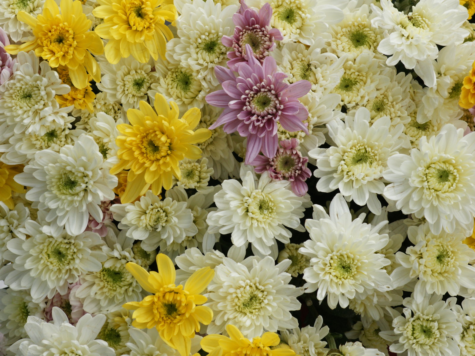 Beautiful Flowers cherysanthmum