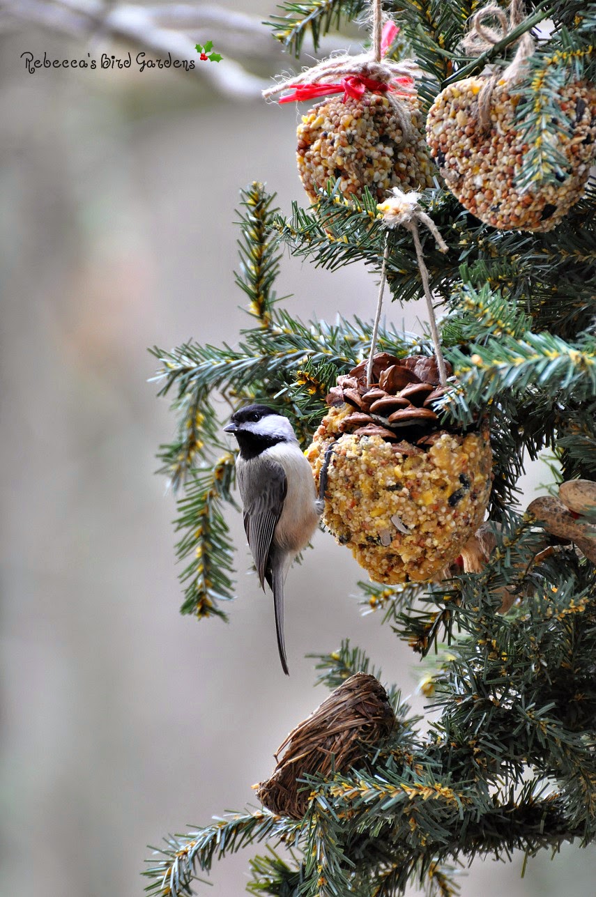 Rebecca's Bird Gardens Blog A Christmas Tree for the Birds!