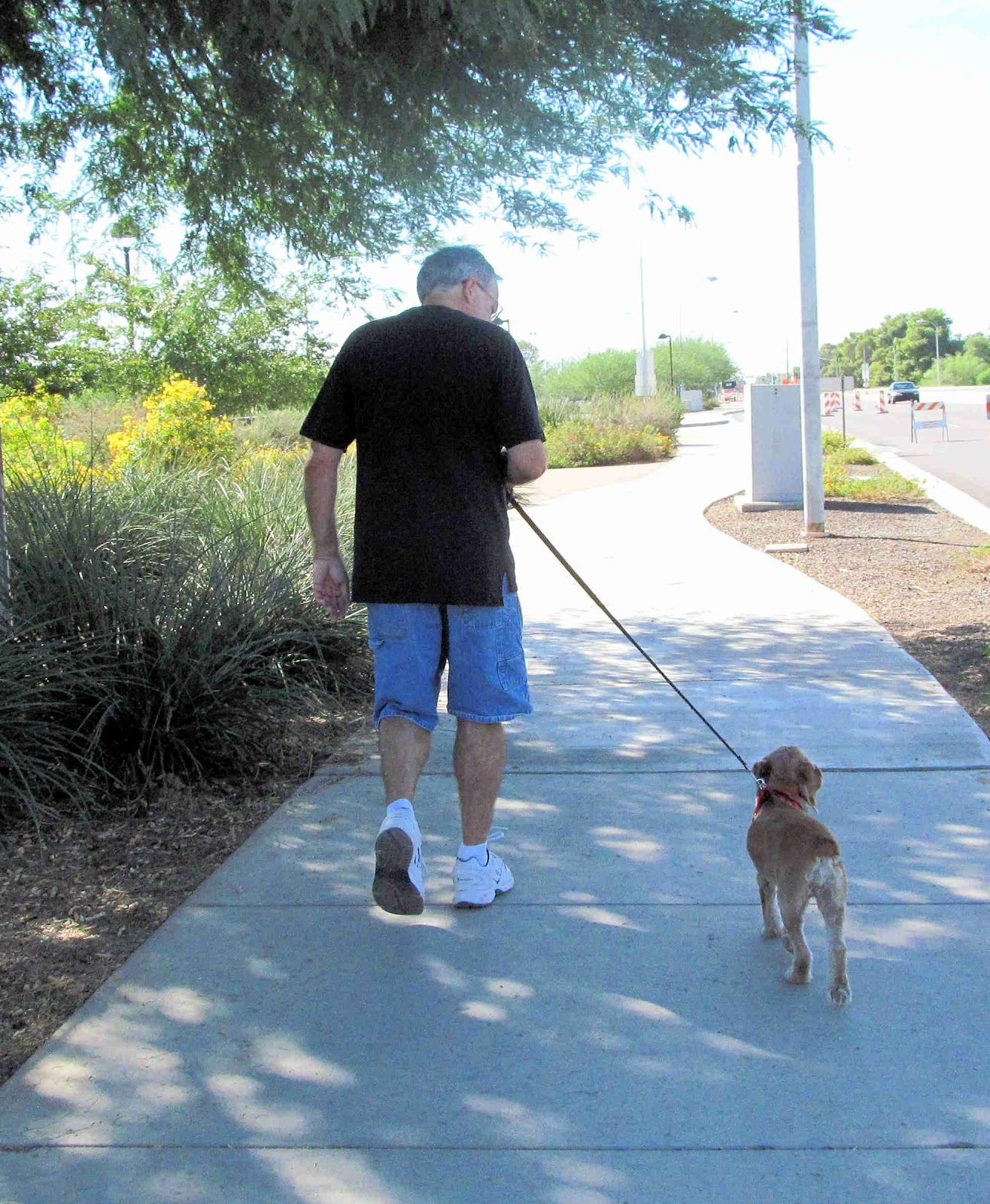 Can Barking Collars Cause Seizures In Dogs Can Barking Collars Cause Seizures In Dogs