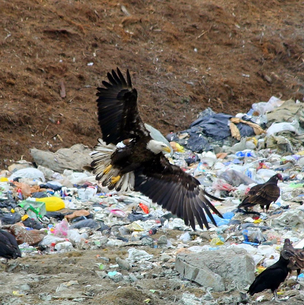 Parker's Barkers Trash Birds