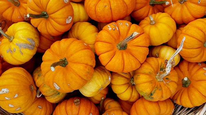 mini fall pumpkins
