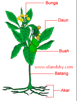 Organ Dan Sistem Organ Pada Tumbuhan Pengetahuan Olandsky