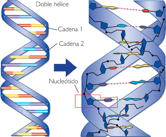 IMPORTANCIA BIOLOGICAS importancia biologicas: