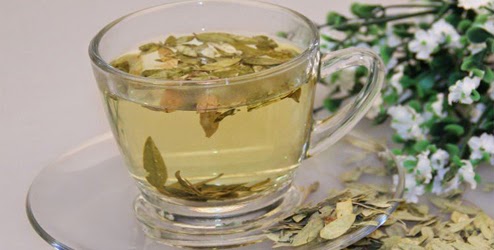 daun jati cina teh pelangsing tubuh senna leaf teh daun jati cina teh pelangsing tubuh senna leaf teh