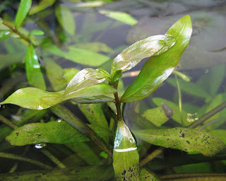 Freshwater Aquarium Plants Dwarf Hygrophila polysperma aka Indian waterweed
