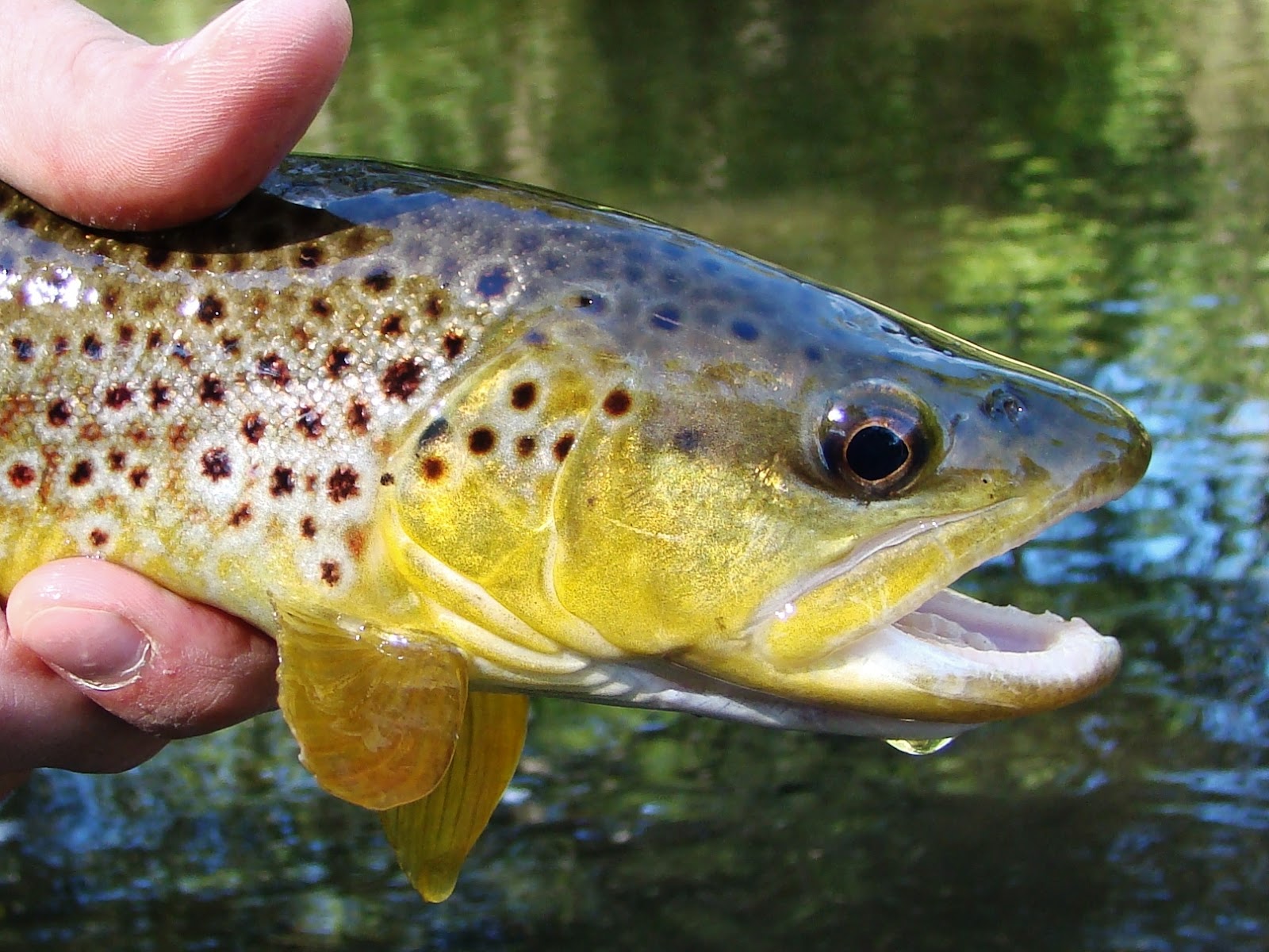 brianonthefly Fall Inland brown trout on the fly