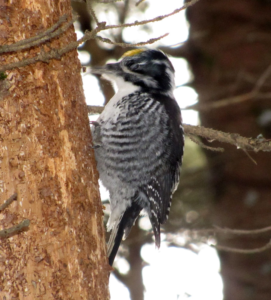 North Shore Nature: A good winter for American Three-toed Woodpeckers