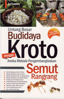 bibit kroto, budidaya semut rangrang, budidaya kroto, bibit kroto murah