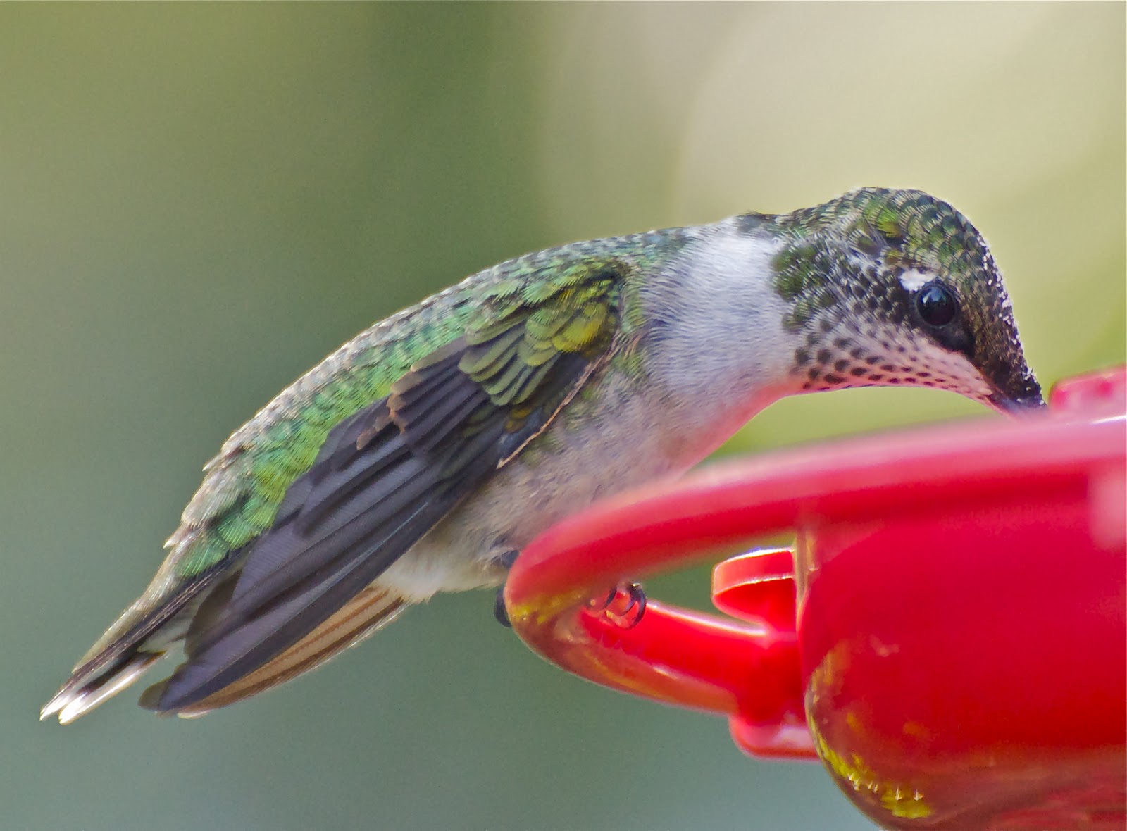 i love hummingbirds last shots of summer 9 23 lake i love hummingbirds last shots of summer 9 23 lake