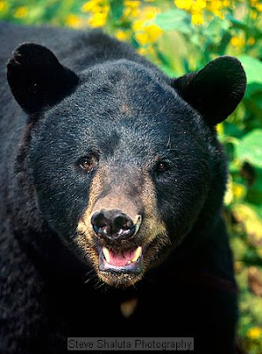 Animal pictures