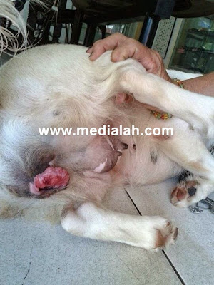 anjing dirogol penang