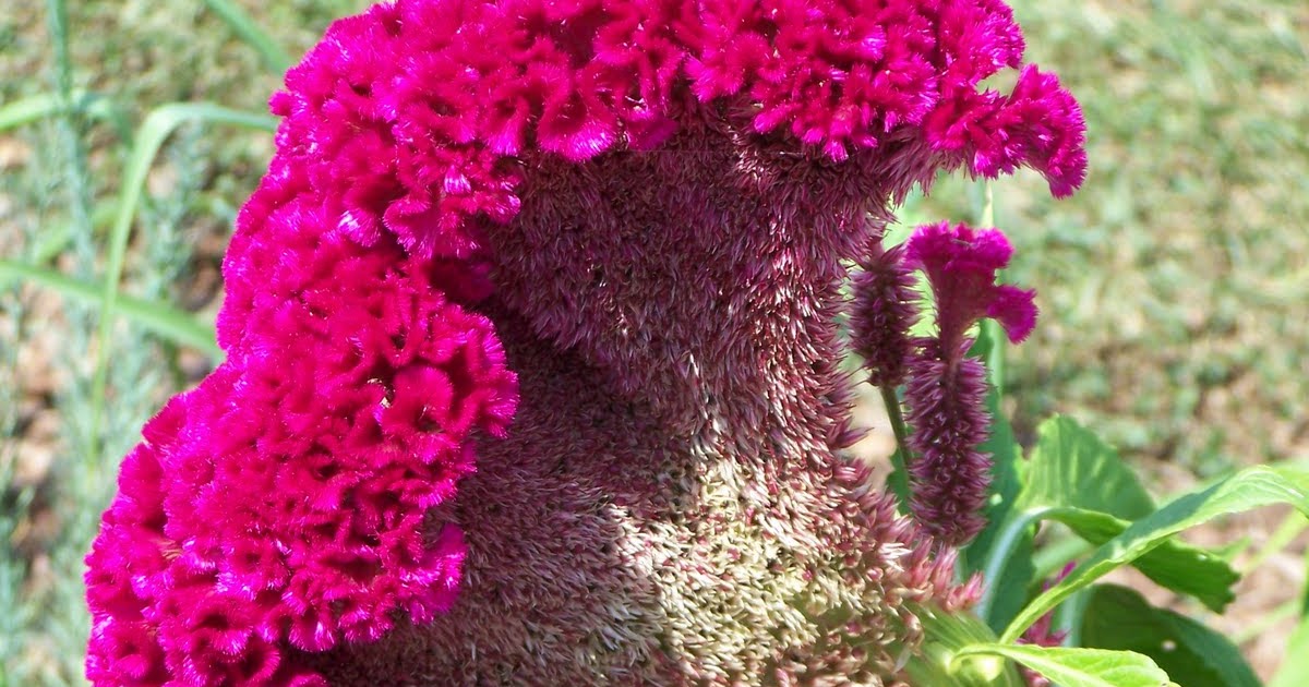 Via My Viewfinder Velvet Flowers