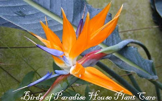 Bird of Paradise House Plant Care