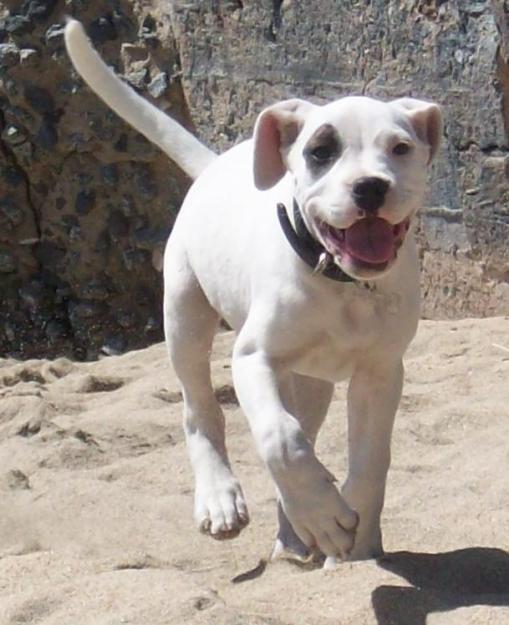 Dogo Argentino Dog For Sale Australia Dogo Argentino Dog For Sale Australia