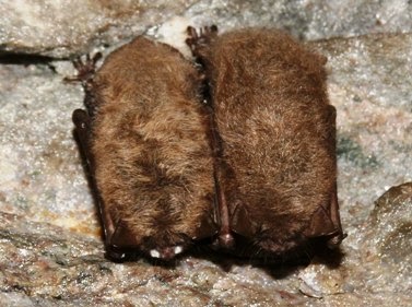Endangered New Jersey: Hurray, Bats Are Back in NJ