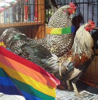 chicken+gay1.jpg