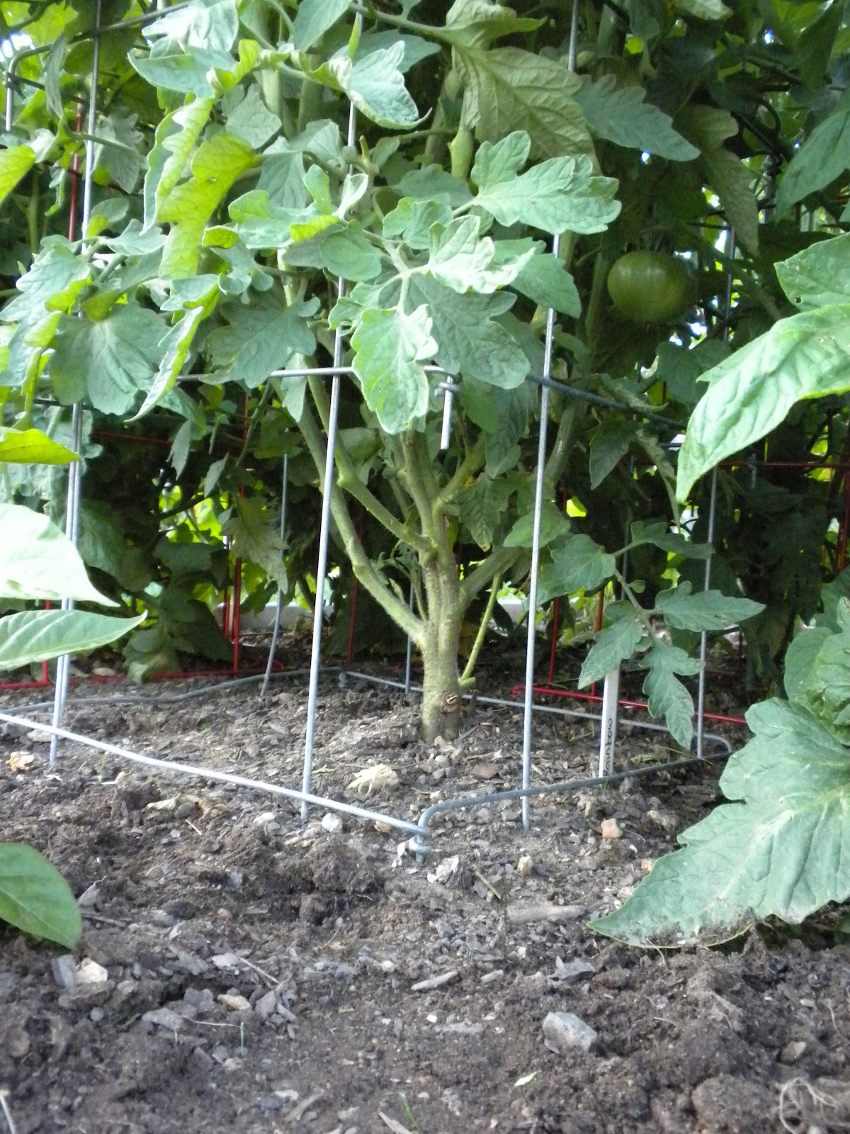 Strange Gardener Pruning Tomato Plants
