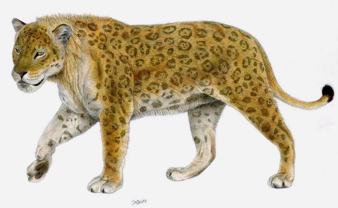 Os Fantásticos Animais do Planeta: Panthera onca augusta : A maior onça
