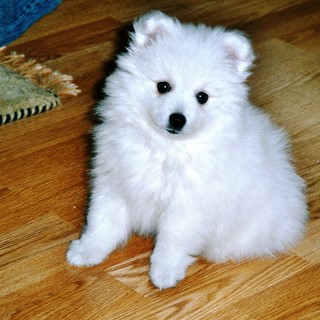 Spitz Dogs For Sale In Minnesota Spitz Dogs For Sale In Minnesota