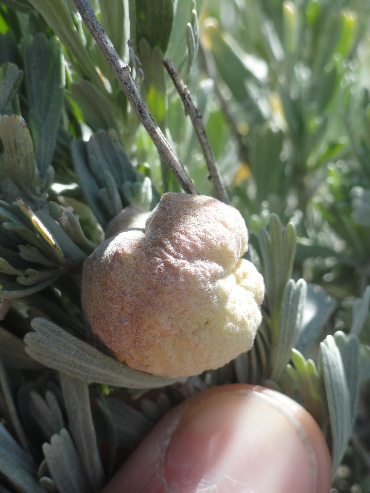 tall trees and moss Sagebrush Galls