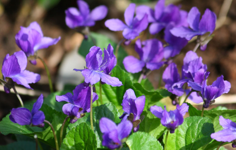 66 Square Feet Plus Flowers At The Brooklyn Botanic Garden Above The Lilac Garden And Below Overlook Is A Beautiful Steep Terrace Of Periwinkle Muscari Small Yellow Daffodils I Had Never Noticed It Before