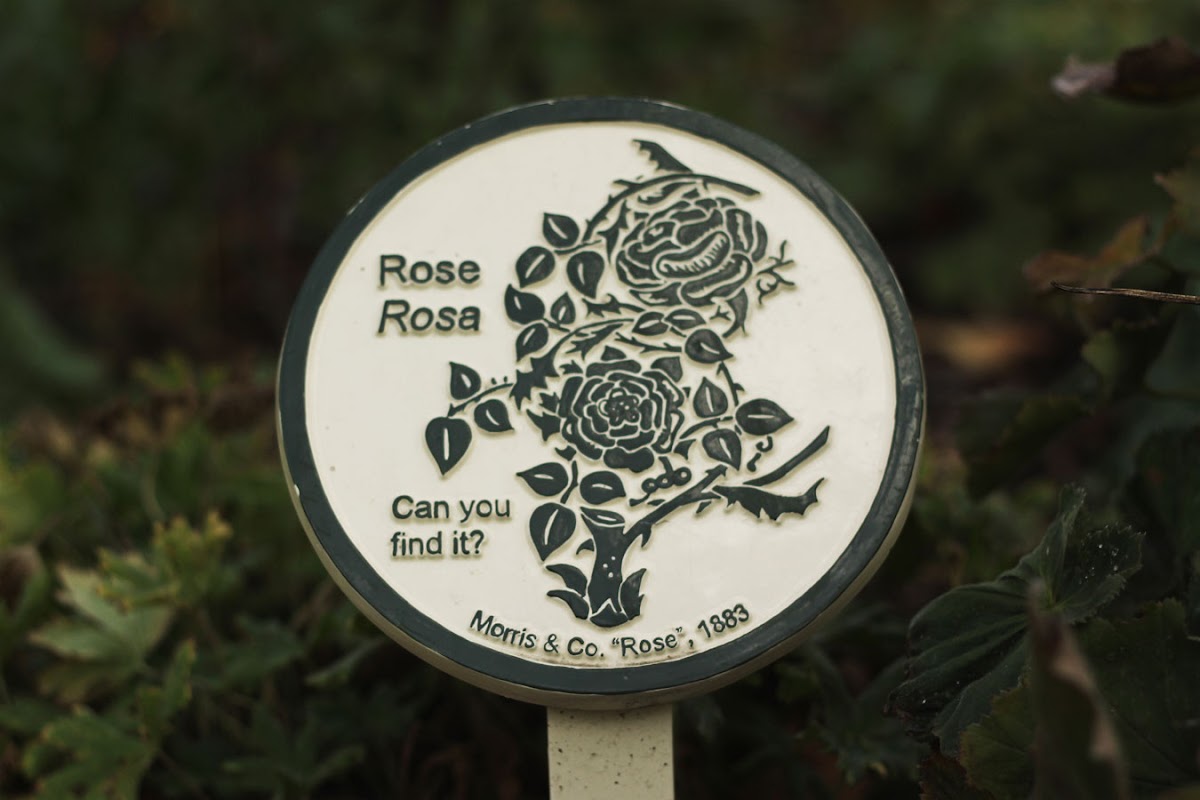 william morris gallery walthamstow rose garden