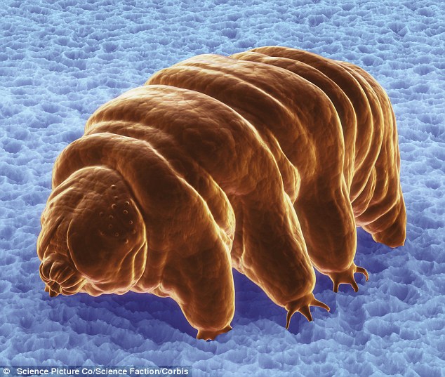 White Wolf : Meet the toughest animal on the planet: The water bears (Video)