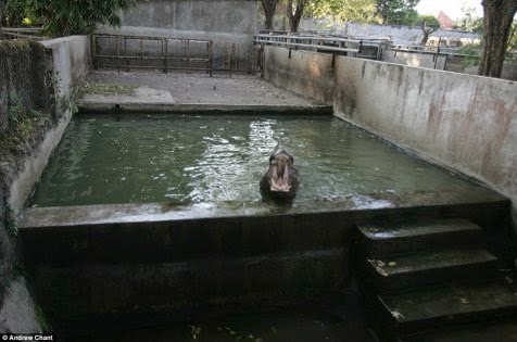 Kematian hewan di Kebun Binatang Surabaya Kematian hewan di Kebun Binatang Surabaya