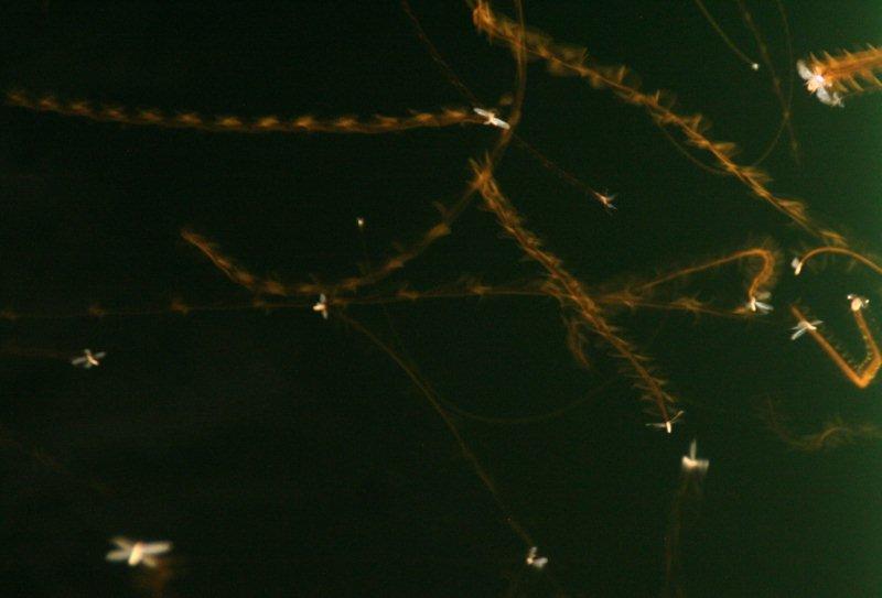 Flying Ants Are Flying Ants Attracted To Light