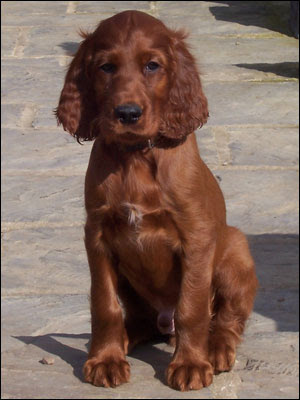 Irish Setter Puppies on Irish Setter Puppies Photos Puppies Pictures Online