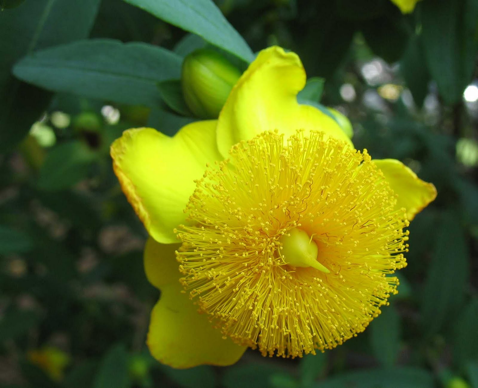Using Georgia Native Plants Save Some Room For Summer Blooms
