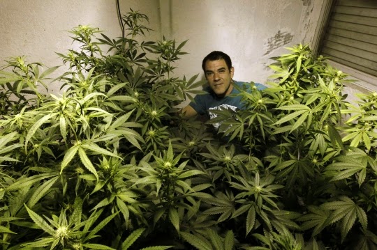 legalização no uruguai maconha legal no uruguai