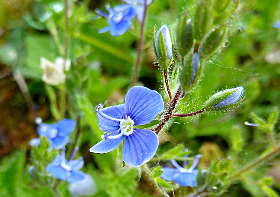 Living the life in SaintAignan Little blue flowers