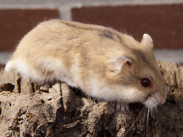 sunfire djungarian hamster