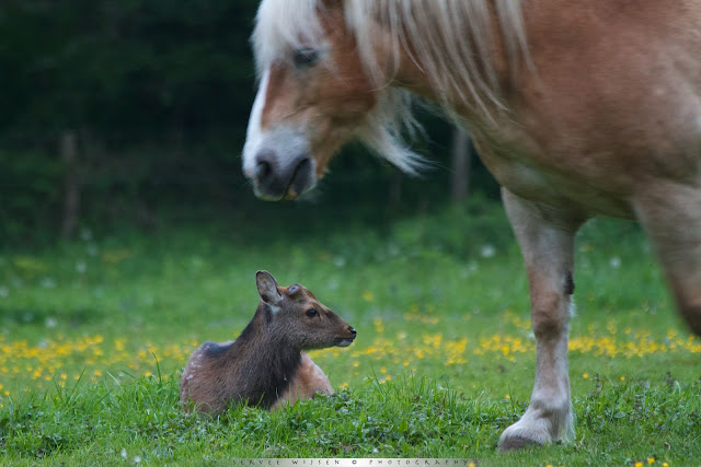 Sikahert - Sika Deer - Cervus nippon