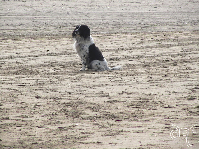 dog sitting patiently on the beach