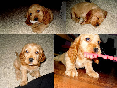 Marley♥